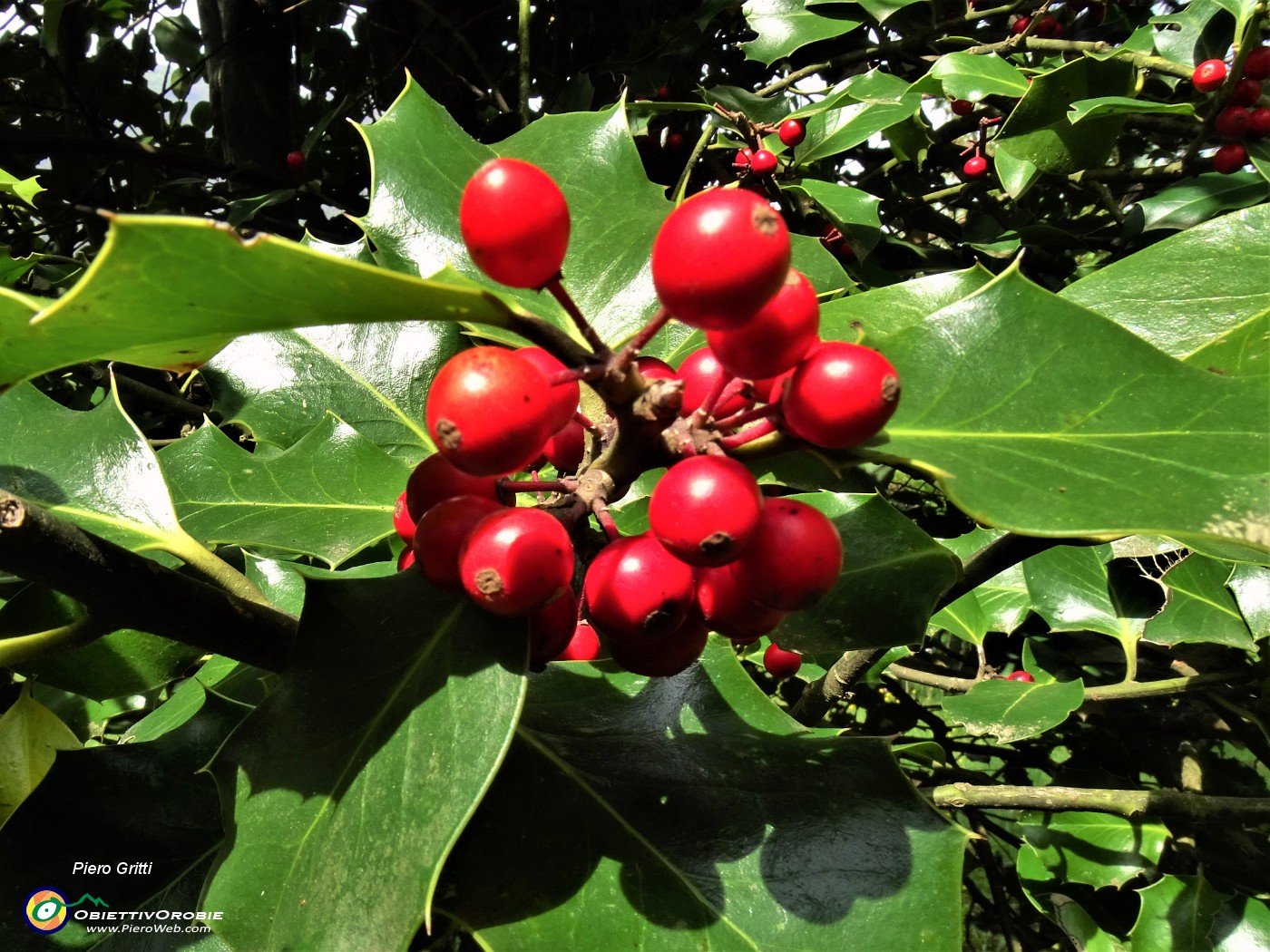 73 Bacche  di Ilex aquifolium (Agrifoglio).JPG
